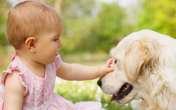 A chegada de um cão